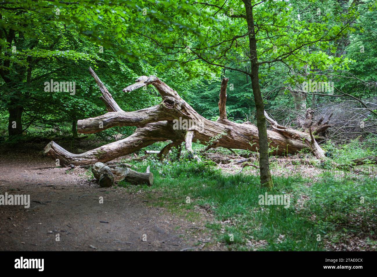 Alte verfaulte Eiche, sieht aus wie ein Reptil, Urwald Urwald Sababurg, Hofgeismar, Weserbergland, Hessen, Deutschland Stockfoto