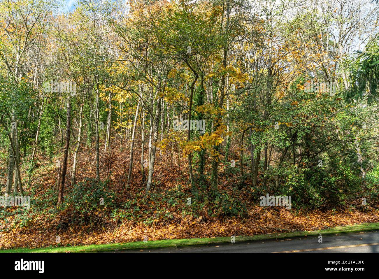 Im Seahurst Park in Burien kann man am Ende des Herbstes Bäume und Blätter sehen. Stockfoto