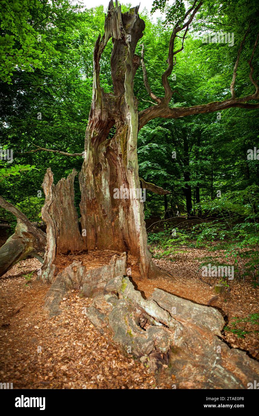Alte verfaulte Eiche, Urwald Urwald Sababurg, Hofgeismar, Weserbergland, Hessen, Deutschland; Europa Stockfoto