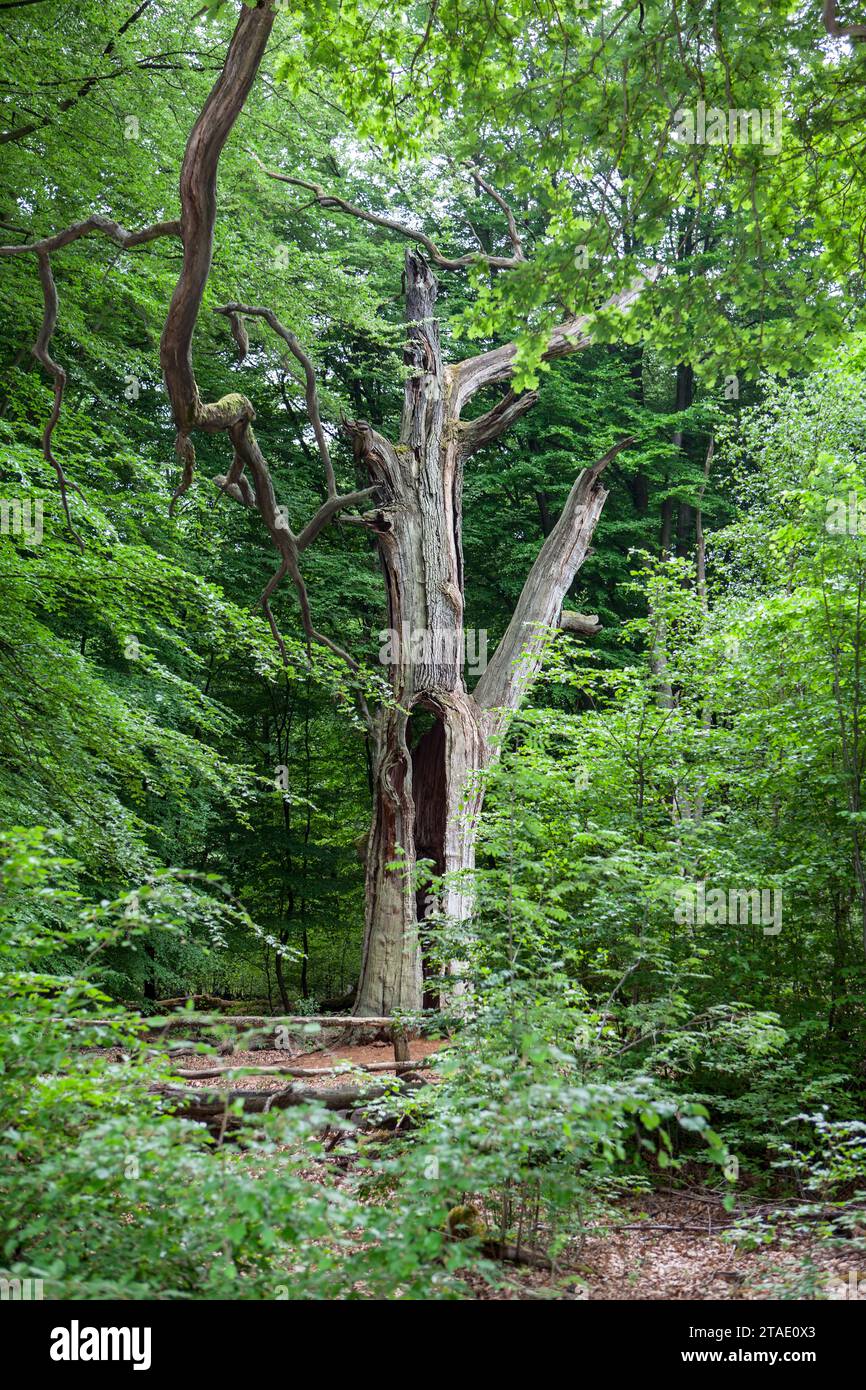 Alte verfaulte Eiche, Urwald Urwald Sababurg, Hofgeismar, Weserbergland, Hessen, Deutschland; Europa Stockfoto