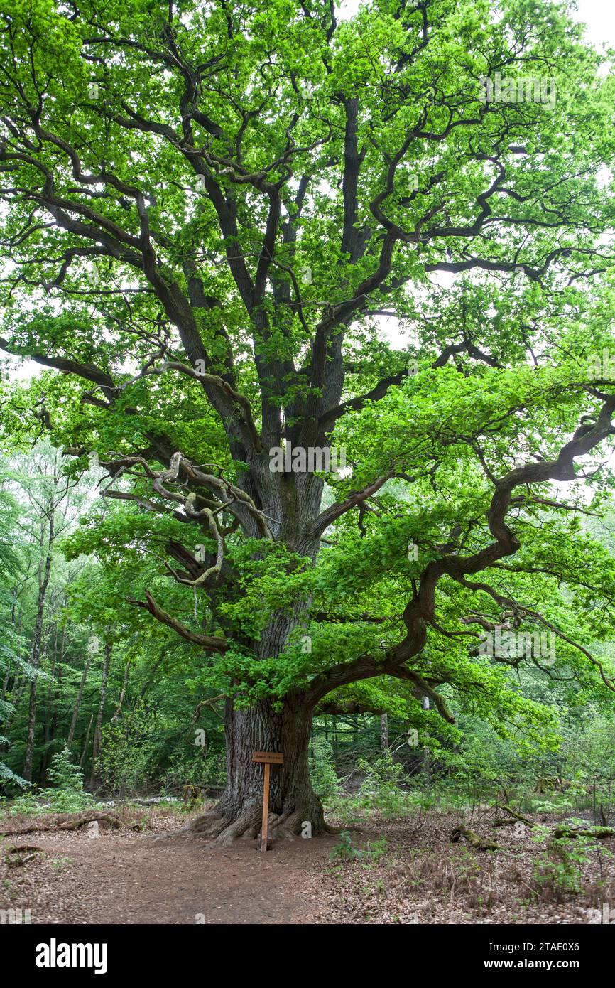 Rappeiche, quercus robur, Urwald Urwald Sababurg, Hofgeismar, Weserbergland, Hessen, Deutschland Stockfoto