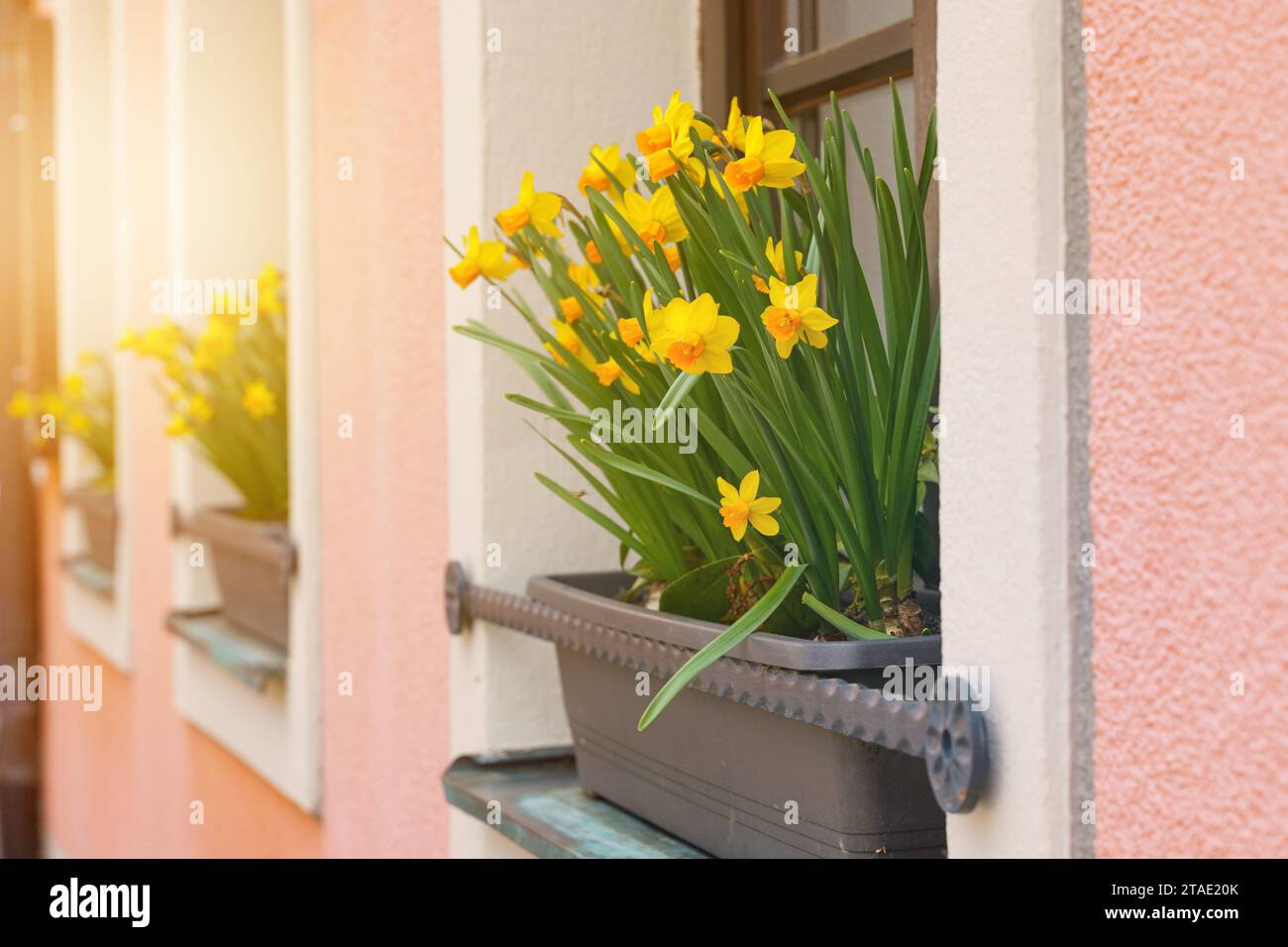 Blumenhintergrund. Am Fenster blüht ein Blumenbeet mit gelben Narzissen. Stockfoto