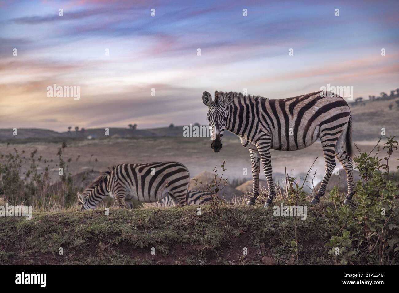 Tansania, Region Arusha, Malanja, eine Zebras-Herde vor dem Dorf am Ende des Tages, die die Nähe des wilden Lebens und der menschlichen Präsenz veranschaulicht Stockfoto