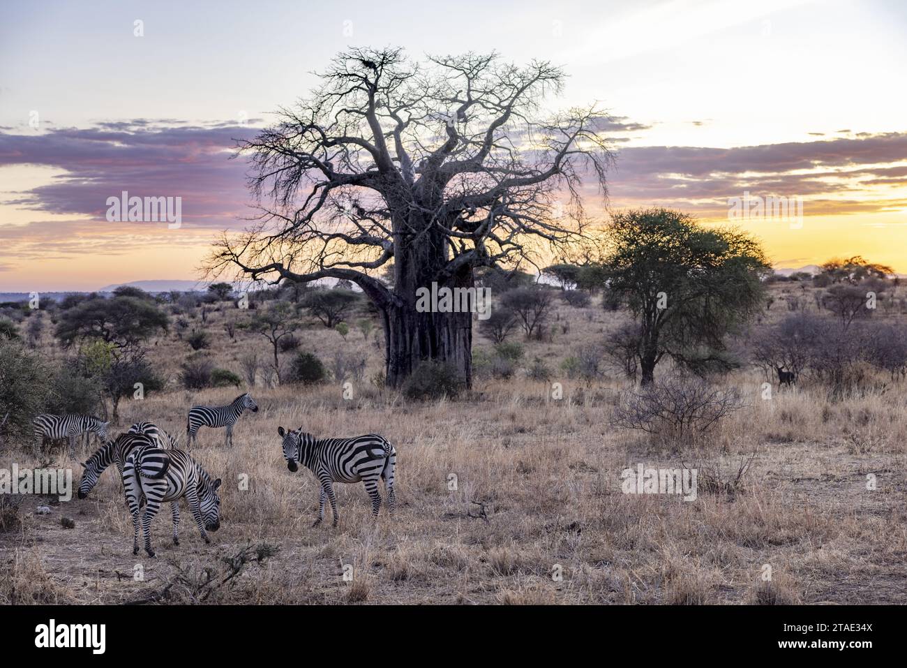 Tansania, WMA (Wildlife Management Area) von Randilen, Bezirk Monduli, Region Arusha, eine Herde von Zebras in der Abenddämmerung vor einem Baobab-Baum Stockfoto