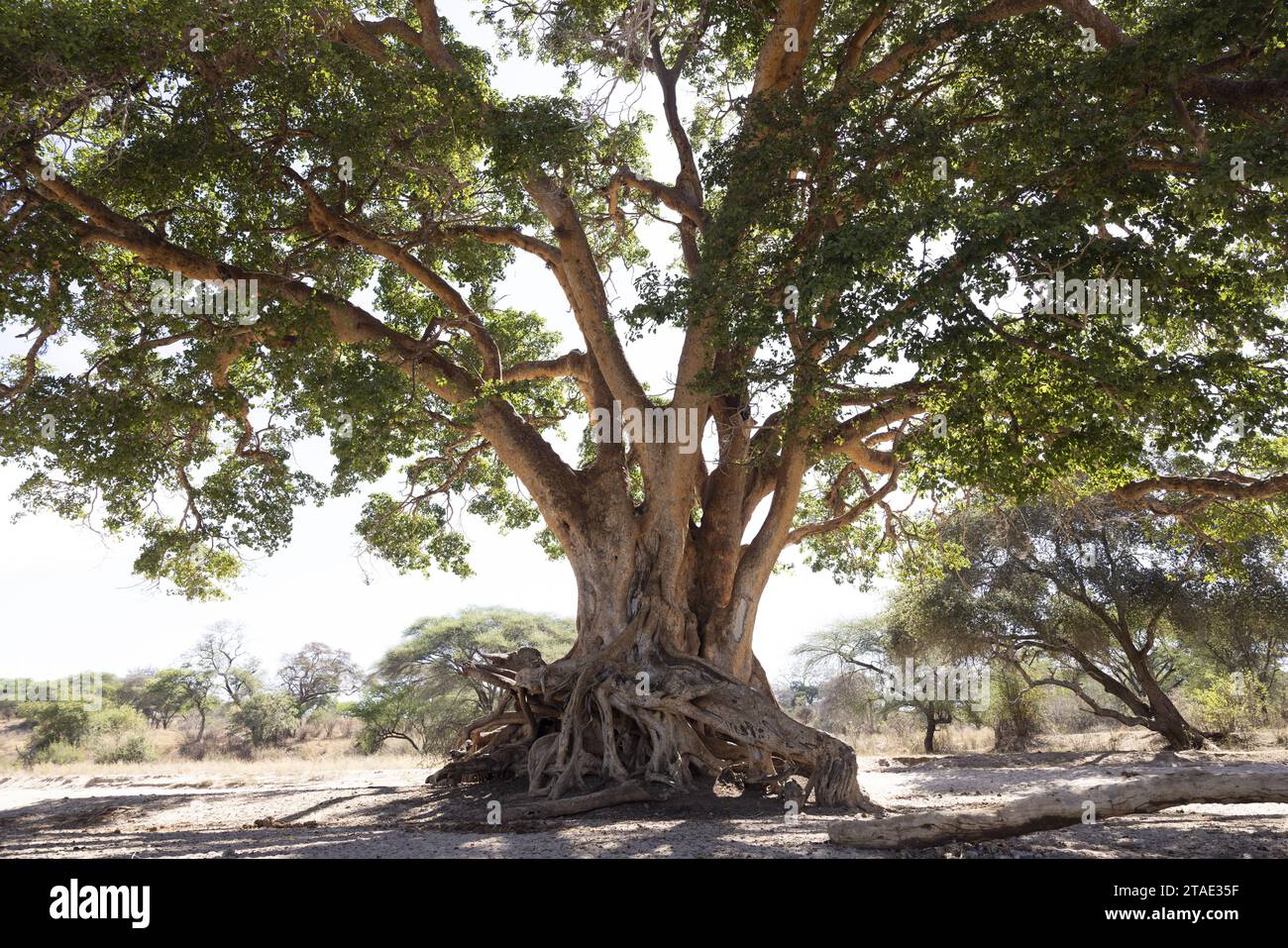 Tansania, WMA (Wildlife Management Area) von Randilen, Bezirk Monduli, Arusha Regiona Baum wächst im trockenen Fluss während der Trockenzeit Stockfoto