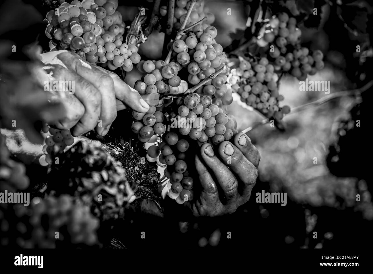 Frankreich, Gironde, Medoc, Léognan, Chateau Les Carmes Haut-Brion, AOC Graves de Pessac, Ernte im Weinberg Bordeaux Stockfoto