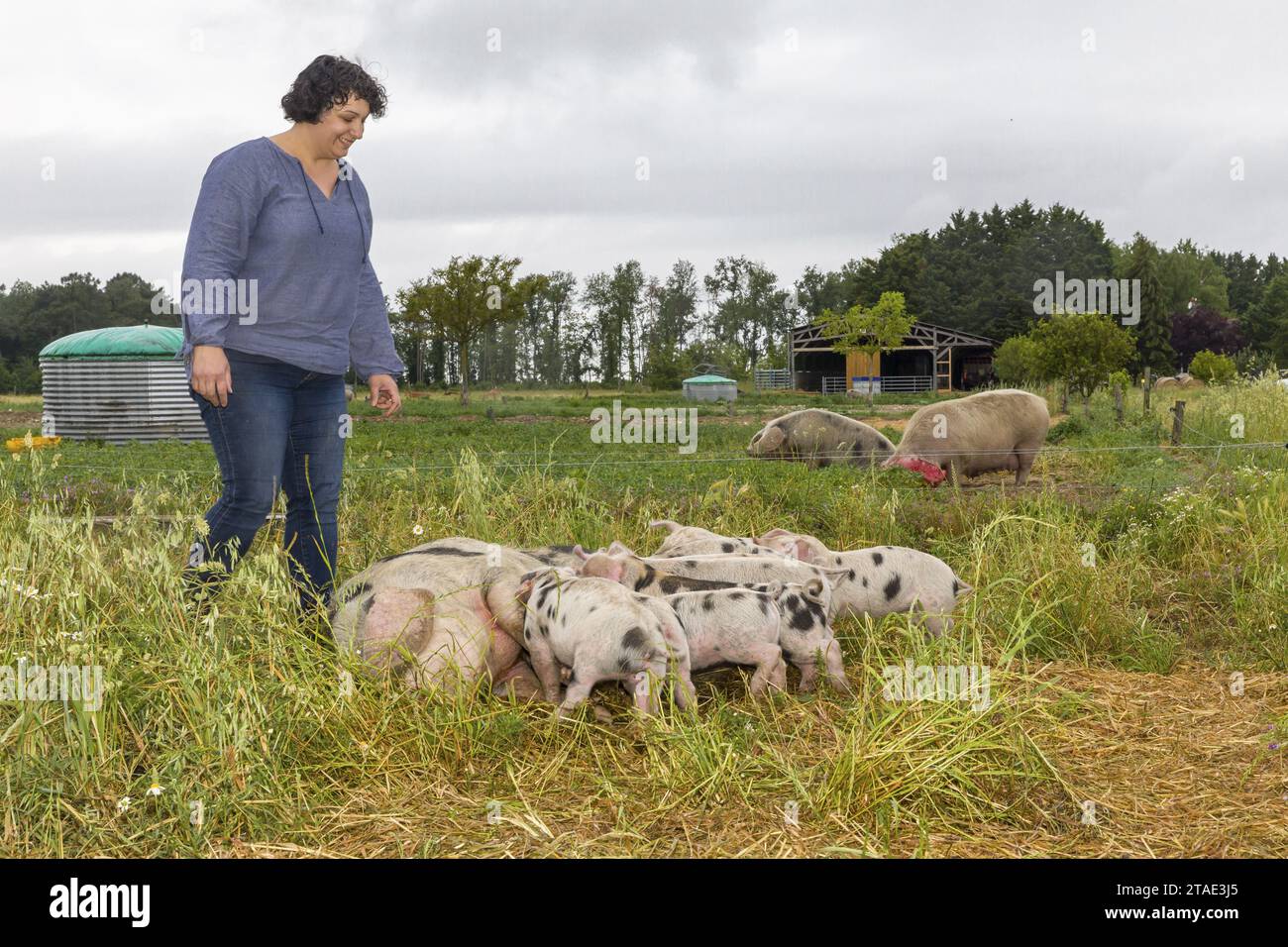 Frankreich, Indre et Loire, Courcoué, SCEA la Ti'Bio d'Aire, Magali und Samuel Savaton Züchter von Longué-Bio-Schweinen, die unter freiem Himmel gezüchtet werden Longué-Schweine sind eine Renaissance der alten Rassen von rustikalem Schweinemetzger aus Pays de la Loire Stockfoto