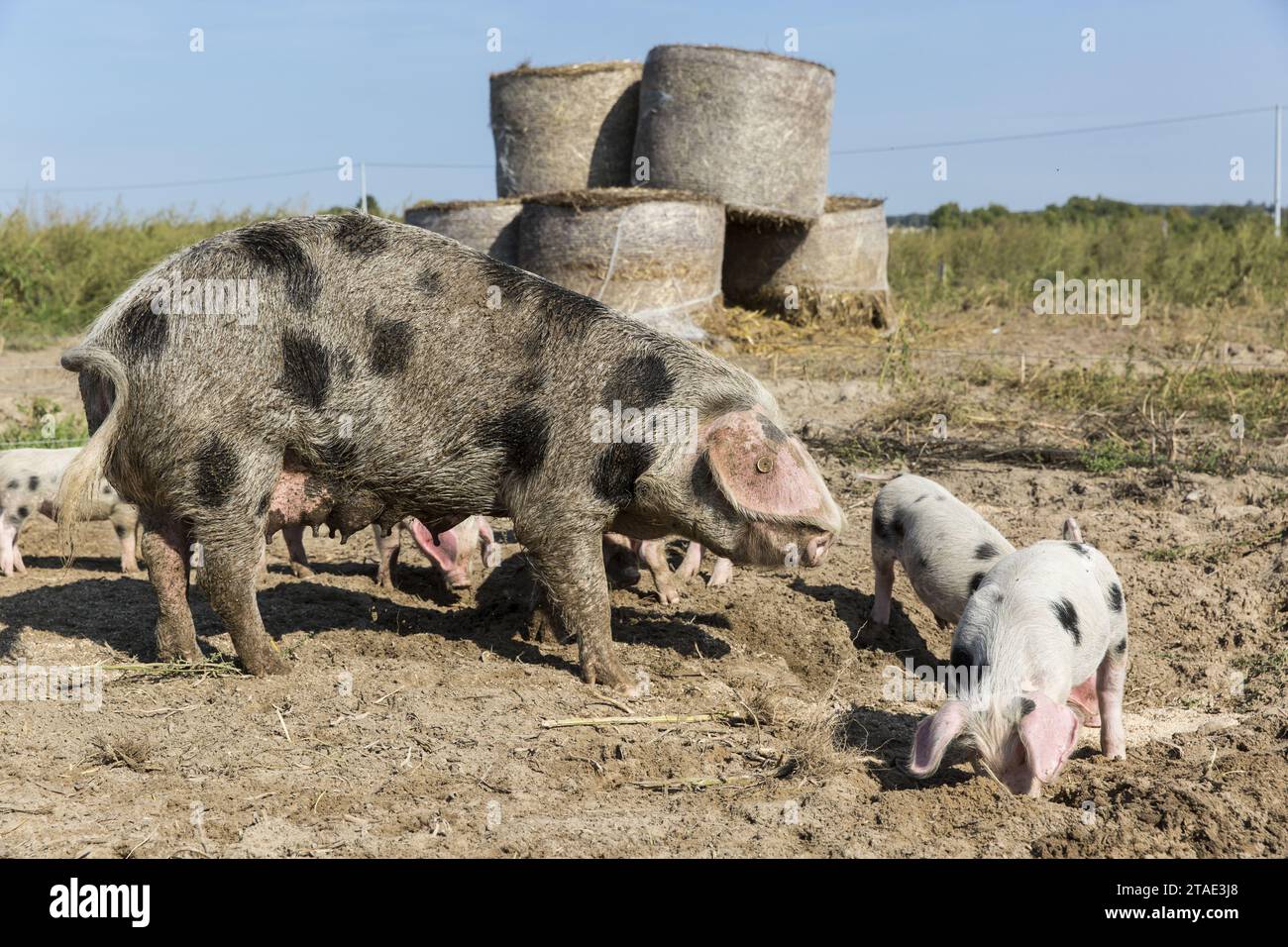 Frankreich, Indre et Loire, Courcoué, SCEA la Ti'Bio d'Aire, Magali und Samuel Savaton Züchter von Longué-Bio-Schweinen, die unter freiem Himmel gezüchtet werden Longué-Schweine sind eine Renaissance der alten Rassen von rustikalem Schweinemetzger aus Pays de la Loire Stockfoto