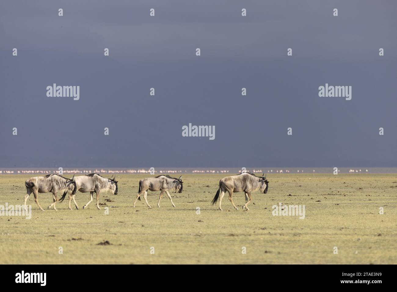 Tansania, Region Manyara, See Manyara Eine Herde von Gnus und rosa Flamingos im Hintergrund Stockfoto