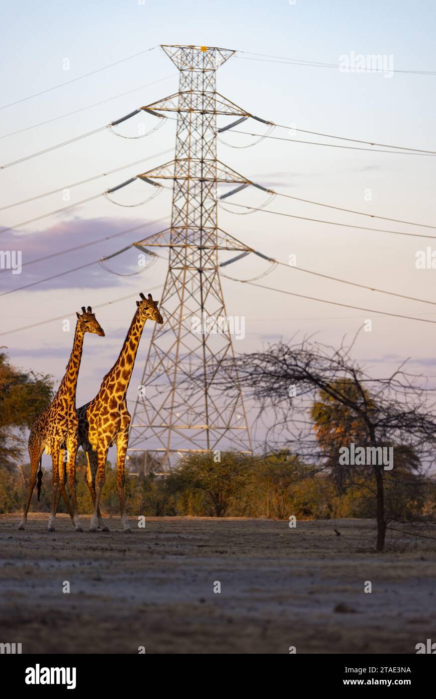 Tansania, Manyara, zwei freilaufende Giraffen passieren unter einer Linie von Strommasten Bild erstellt für die NGO Honeyguide, um die sensiblen Bereiche zwischen Tier- und Pflanzenwelt und Zivilisation zu veranschaulichen Stockfoto