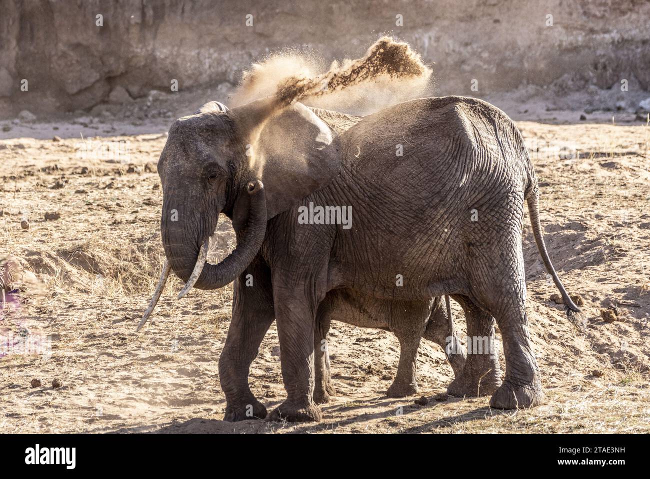 Tansania, WMA (Wildlife Management Area) von Randilen, Bezirk Monduli, Region Arusha ein Elefant streut Sand mit seinem Stamm um das Wasserloch Stockfoto
