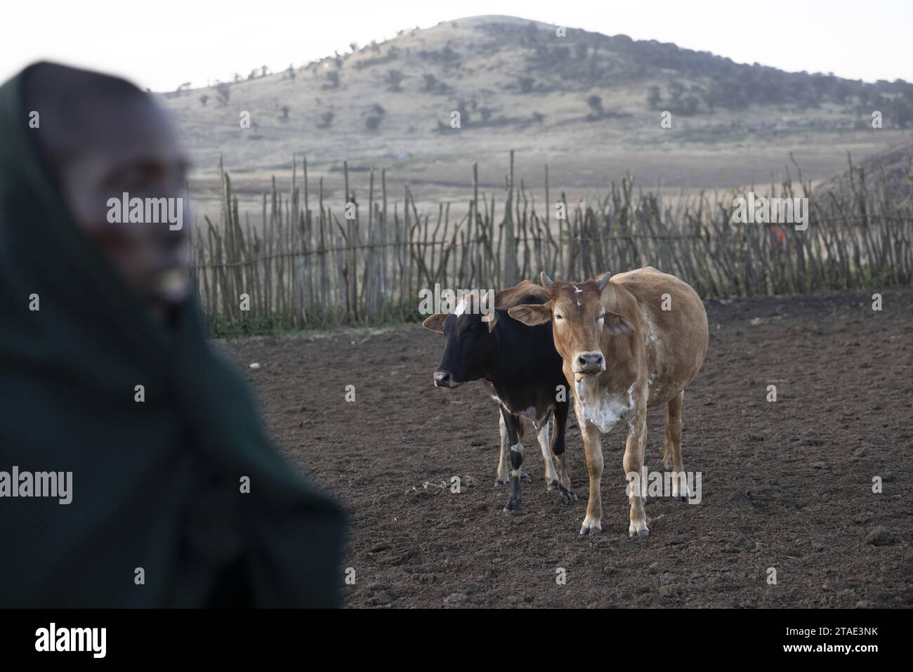 Tansania, Region Arusha, Malanja, Rinder kommen am Ende des Tages in das Boma (Gehege) Stockfoto