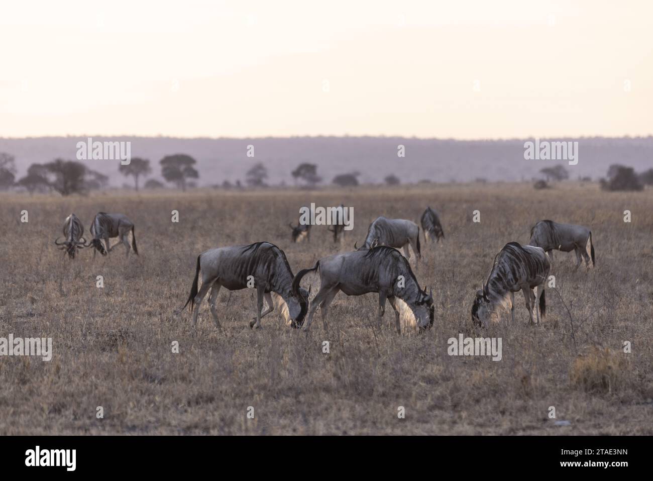 Tansania, WMA (Wildlife Management Area) von Randilen, Bezirk Monduli, Region Arusha, eine Herde von Gnus in der Abenddämmerung Stockfoto