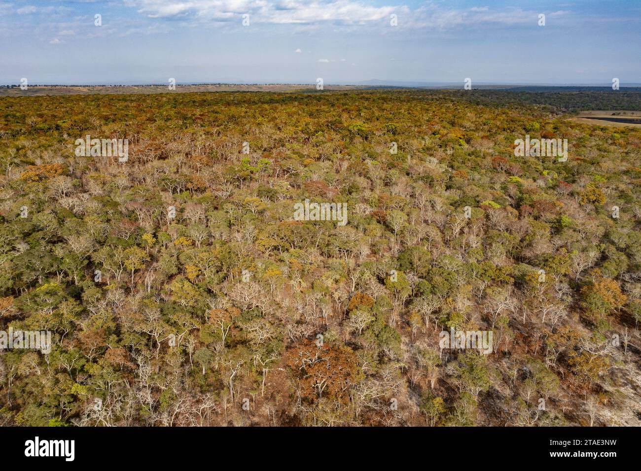 Tansania, Ruvuma, der Wald erstreckt sich so weit das Auge reicht Stockfoto