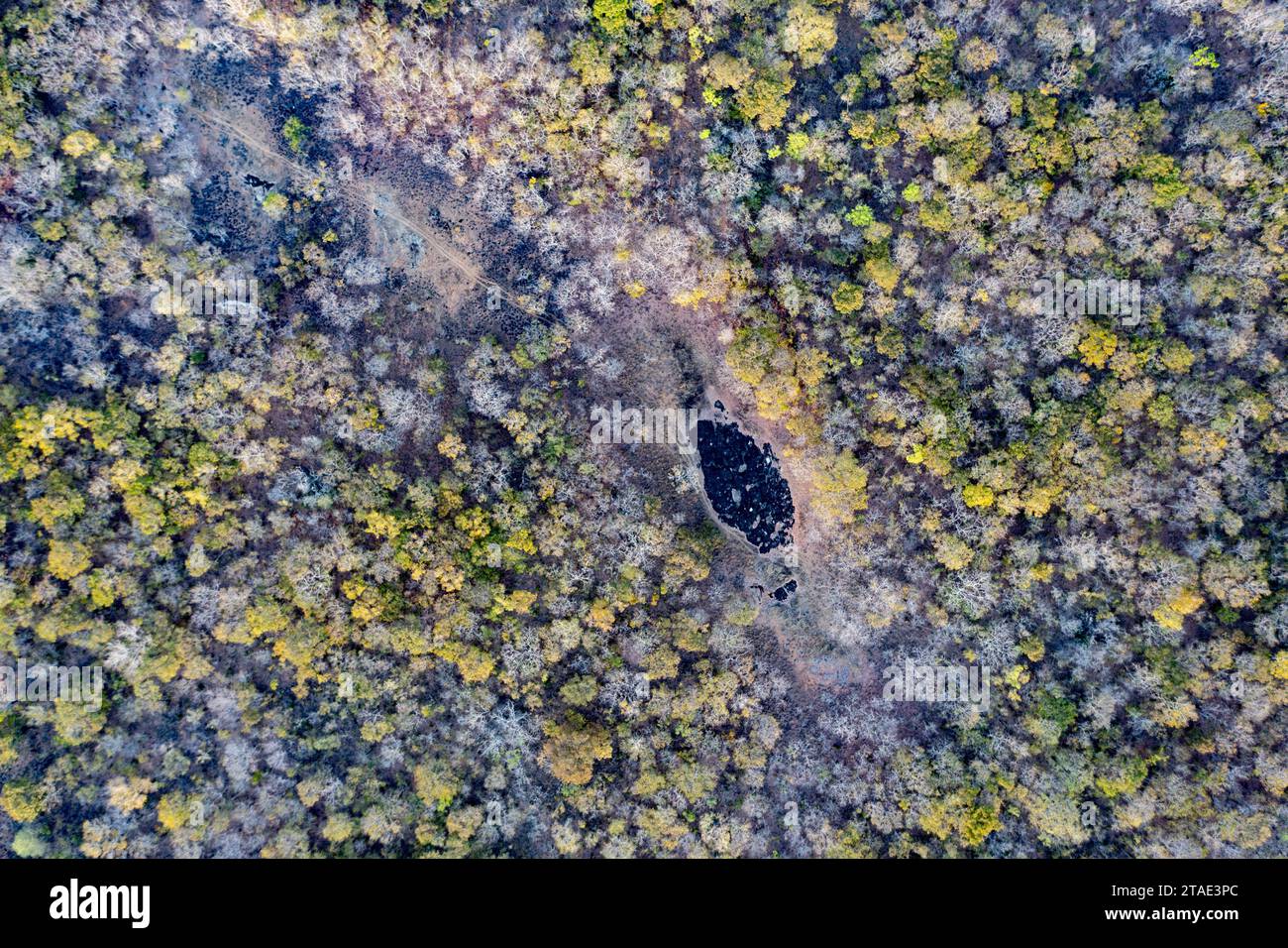 Tansania, Morogoro Region, der Wald erstreckt sich so weit das Auge reicht und mehrere NGOs investieren in seinen Schutz (Honeyguide, Carbon Tansania sowie lokale WMAs (Wildlife Management Areas) Wir sehen hier die Spuren der Verbrennungen, die die Bauern gemacht haben (Luftaufnahme) Stockfoto