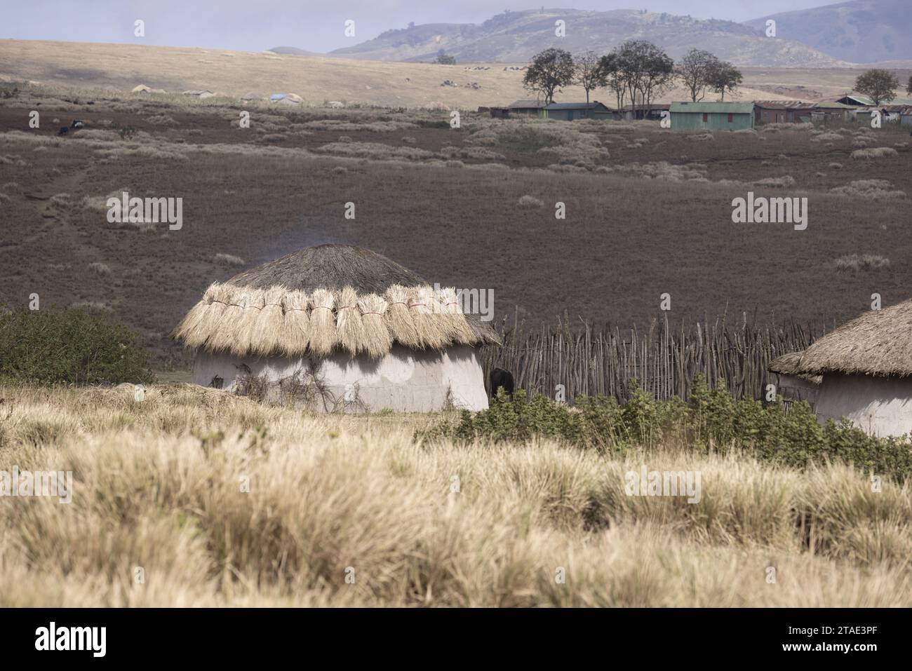 Tansania, Region Arusha, Dorf Malanja Massai, ein Haus, dessen Dach durch neues Stroh ersetzt wurde Stockfoto