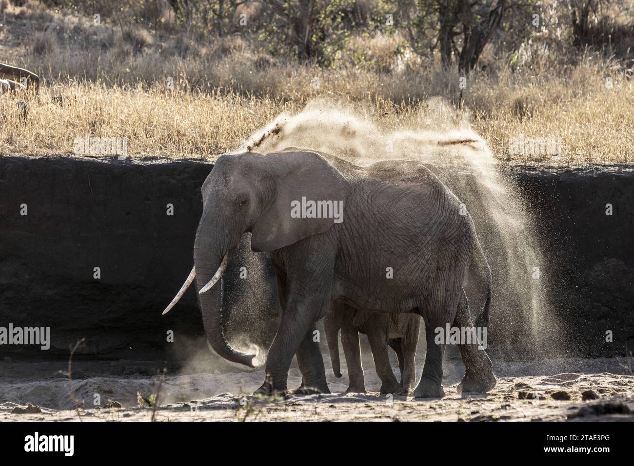 Tansania, WMA (Wildlife Management Area) von Randilen, Bezirk Monduli, Region Arusha ein Elefant streut Sand mit seinem Stamm um das Wasserloch Stockfoto