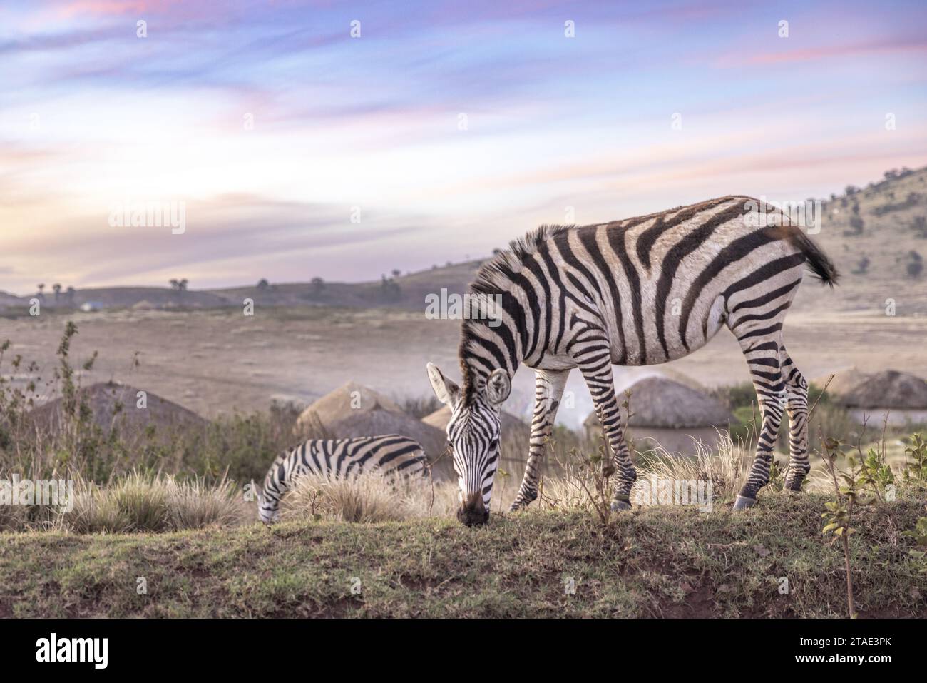 Tansania, Region Arusha, Malanja, eine Zebras-Herde vor dem Dorf am Ende des Tages, die die Nähe des wilden Lebens und der menschlichen Präsenz veranschaulicht Stockfoto