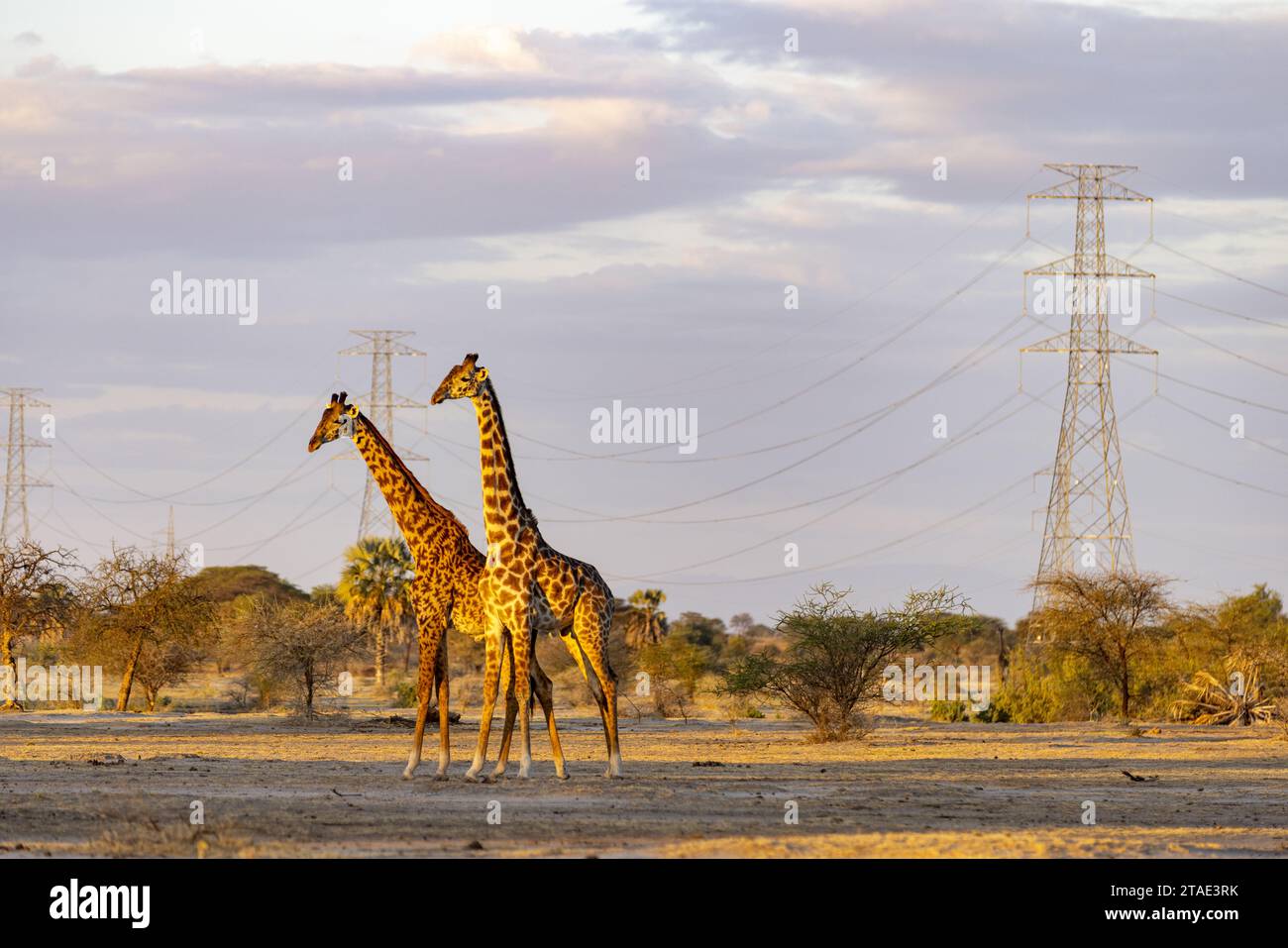 Tansania, Manyara, zwei freilaufende Giraffen passieren unter einer Linie von Strommasten Bild erstellt für die NGO Honeyguide, um die sensiblen Bereiche zwischen Tier- und Pflanzenwelt und Zivilisation zu veranschaulichen Stockfoto