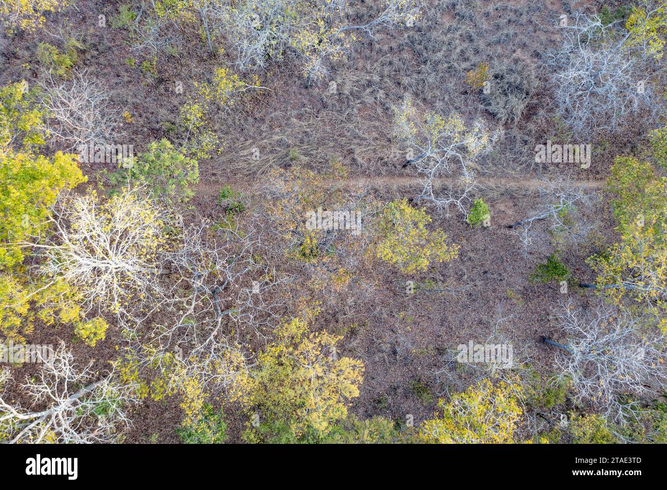 Tansania, Morogoro Region, der Wald erstreckt sich so weit das Auge reicht und mehrere NGOs arbeiten daran, ihn zu schützen (Honeyguide, Carbon Tansania sowie lokale WMAs (Wildlife Management Areas)) (Luftaufnahme) Stockfoto