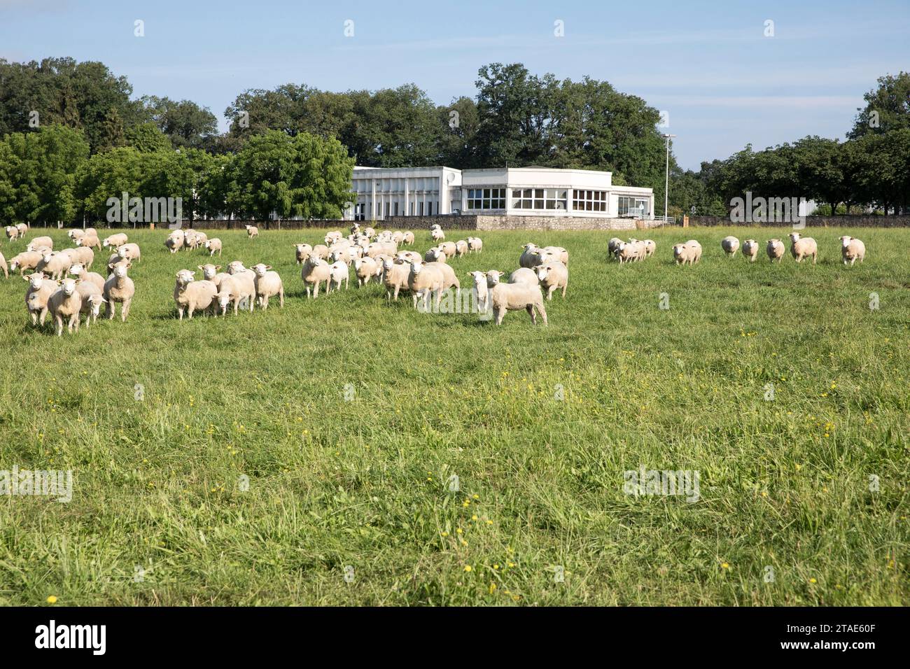 Frankreich, Indre et Loire, Loire-Tal, gelistet als Weltkulturerbe von UNESCO, Nouzilly, INRA, Orfrasière Tierphysiologie, Schafherde Stockfoto