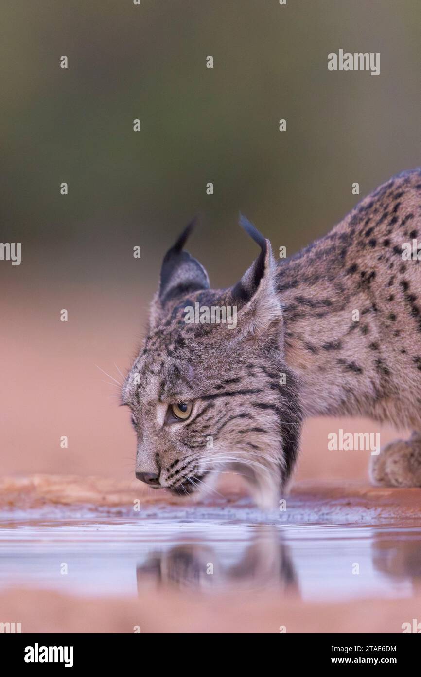 Spanien, Provinz Castilla-La Mancha, Privateigentum, Iberian Lynx oder Spanish Lynx oder Lynx Pardelle (Lynx pardinus), trinken aus einem Wasserloch Stockfoto