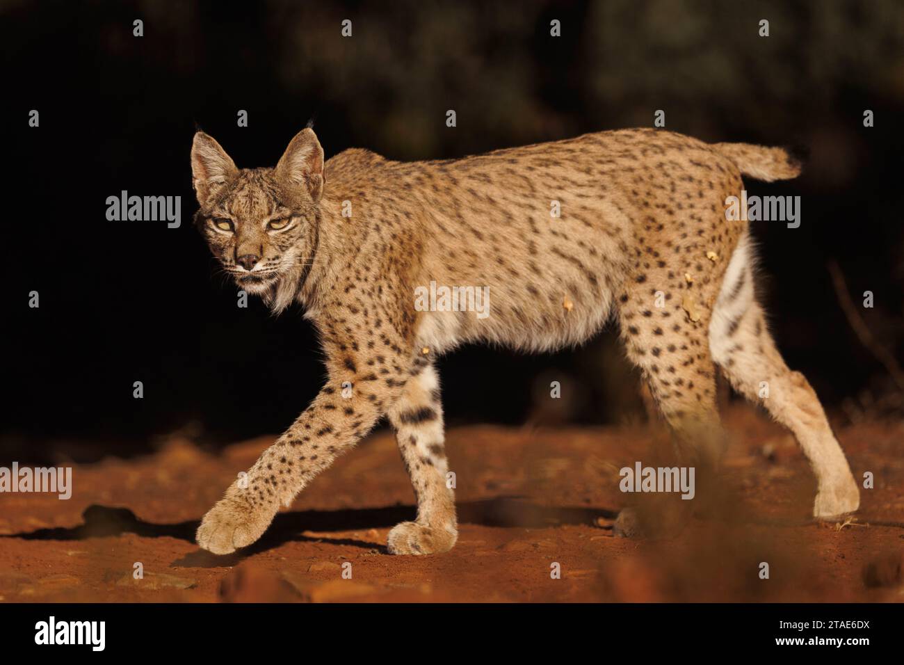 Spanien, Provinz Castilla-La Mancha, Privateigentum, Iberischer Lynx oder spanischer Lynx oder Lynx Pardelle (Lynx pardinus), zu Fuß Stockfoto