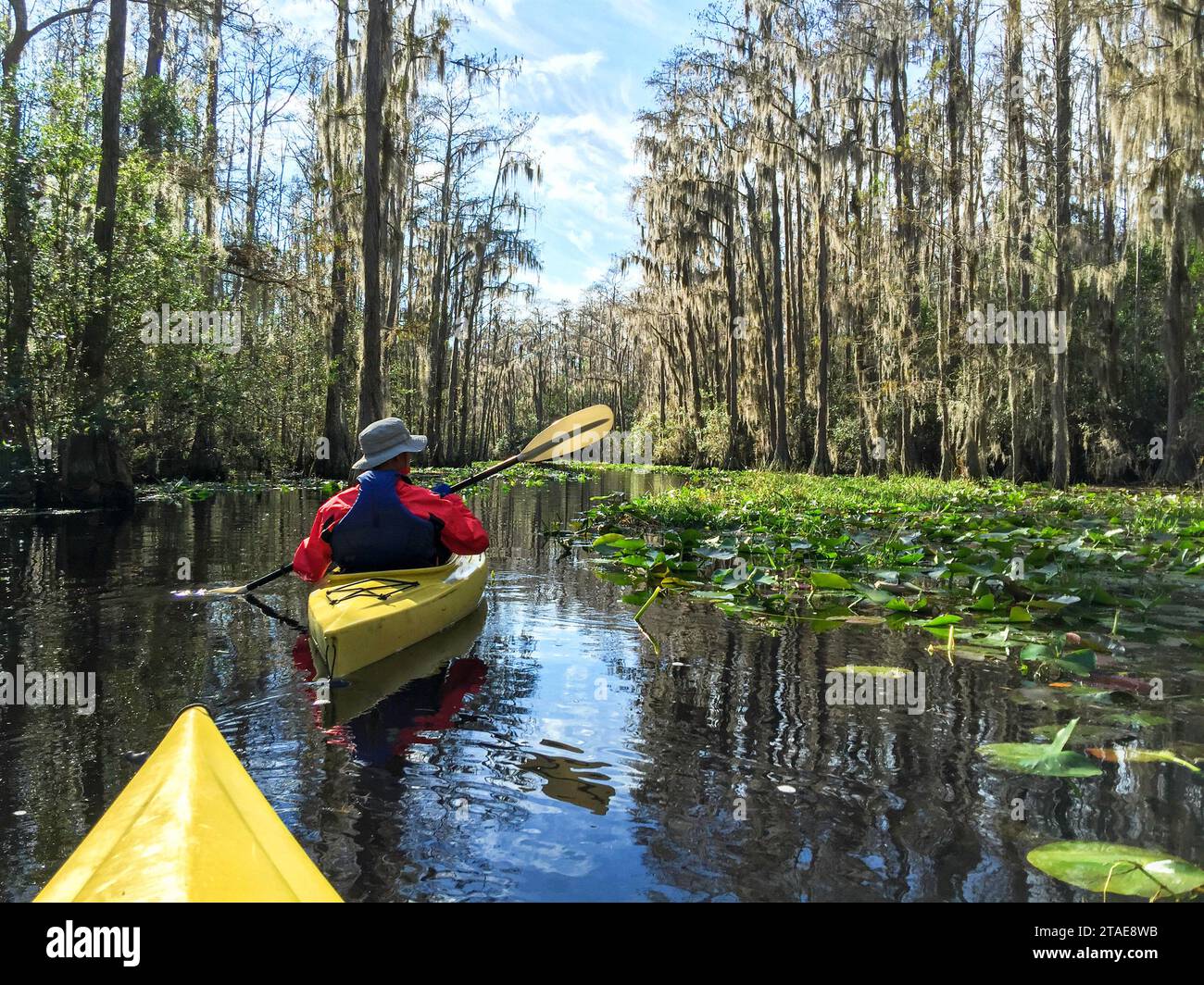 Aktive Senioren Kajakfahren im Okefenokee-Sumpfgebiet, Nordamerikas größtem Lebensraum im schwarzwassersumpf und Heimat vielfältiger Tierarten, darunter viele Alligatoren. Stockfoto