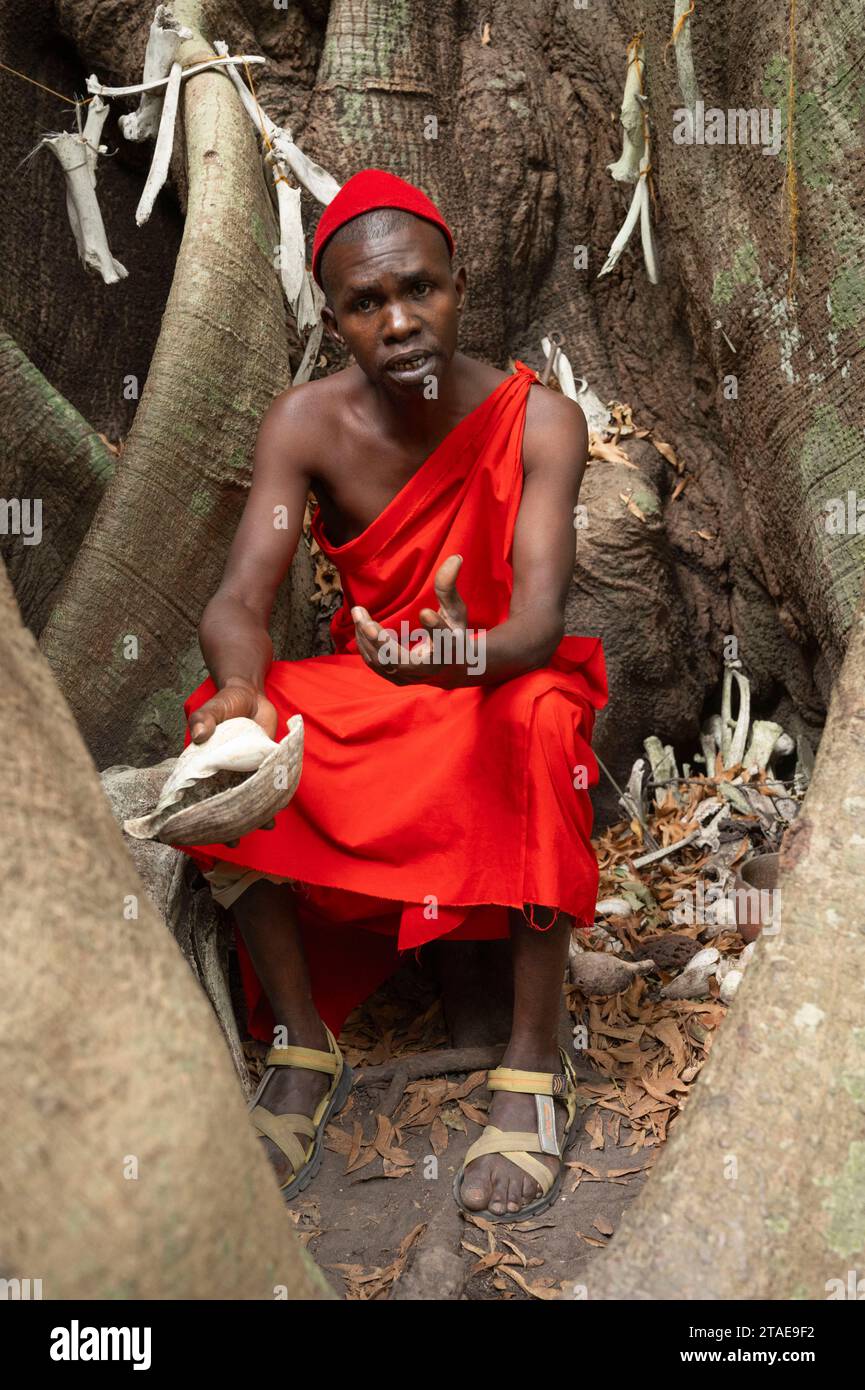 Senegal, Casamance, Boucotte, Diola Museum, Reiseleiter mit traditioneller Kleidung in den Wurzeln eines Kapokbaums Stockfoto