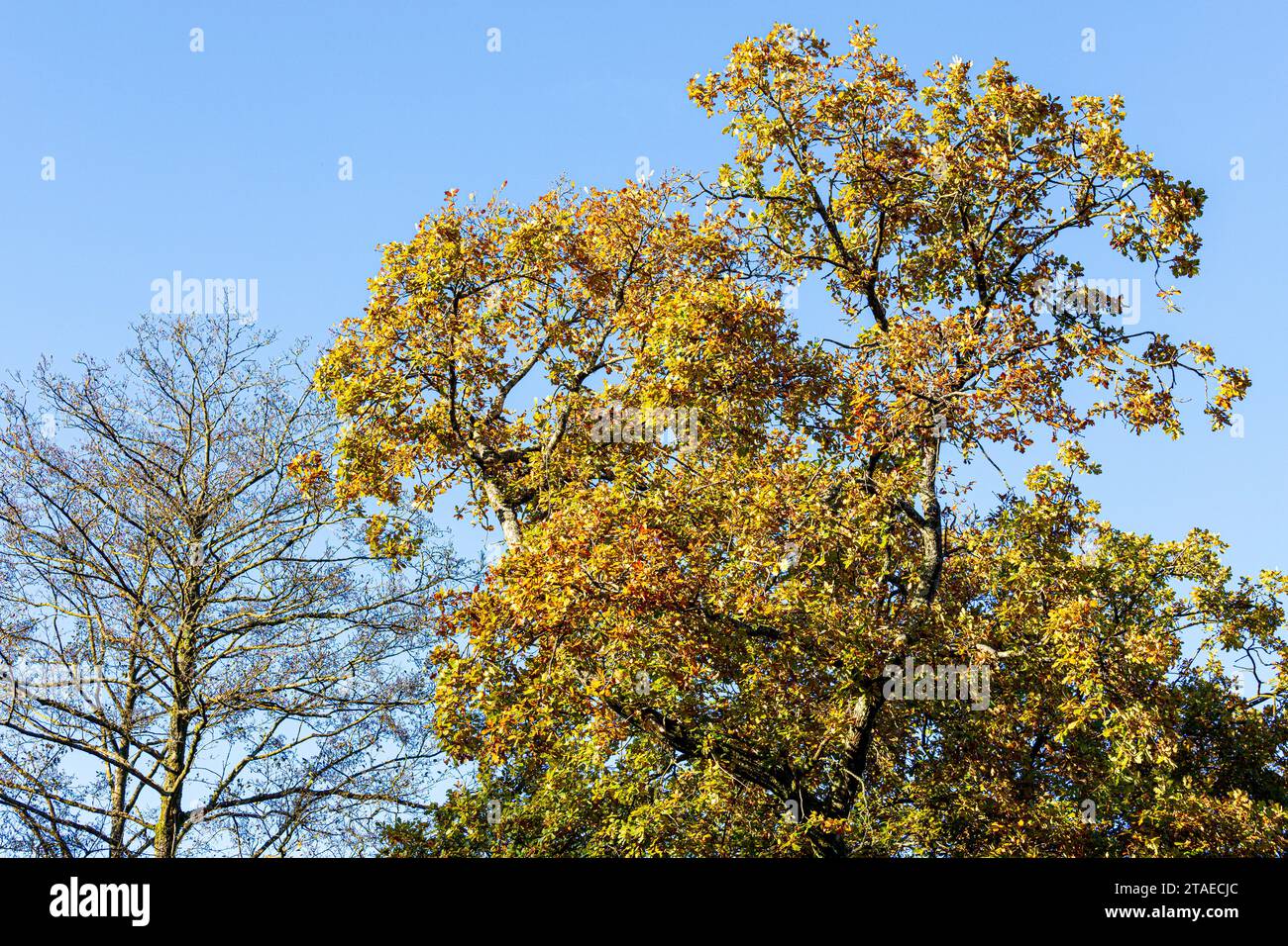 Herbstfarben im Royal Forest of Dean - eine Eiche in Cannop Ponds, Gloucestershire, England, Großbritannien Stockfoto