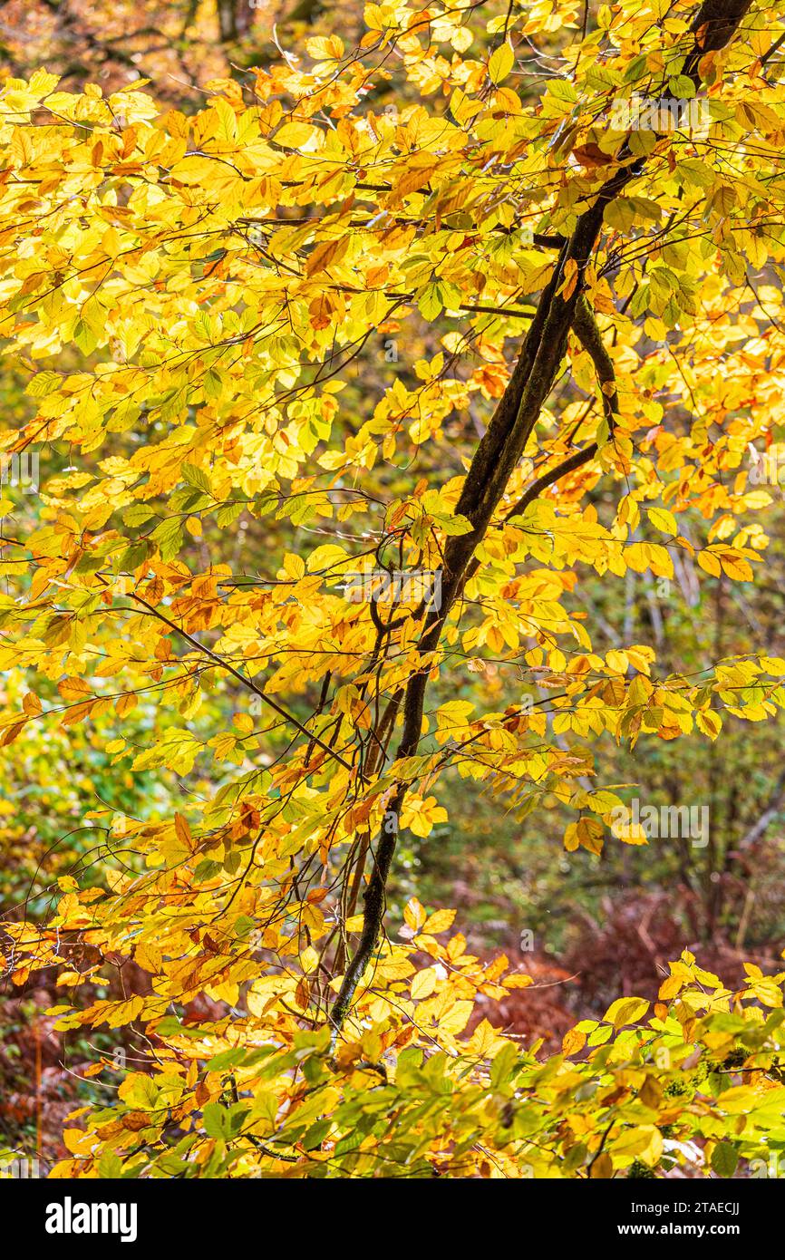 Herbstfarben im Royal Forest of Dean - Eine Buche in Cannop Ponds, Gloucestershire, England, Großbritannien Stockfoto