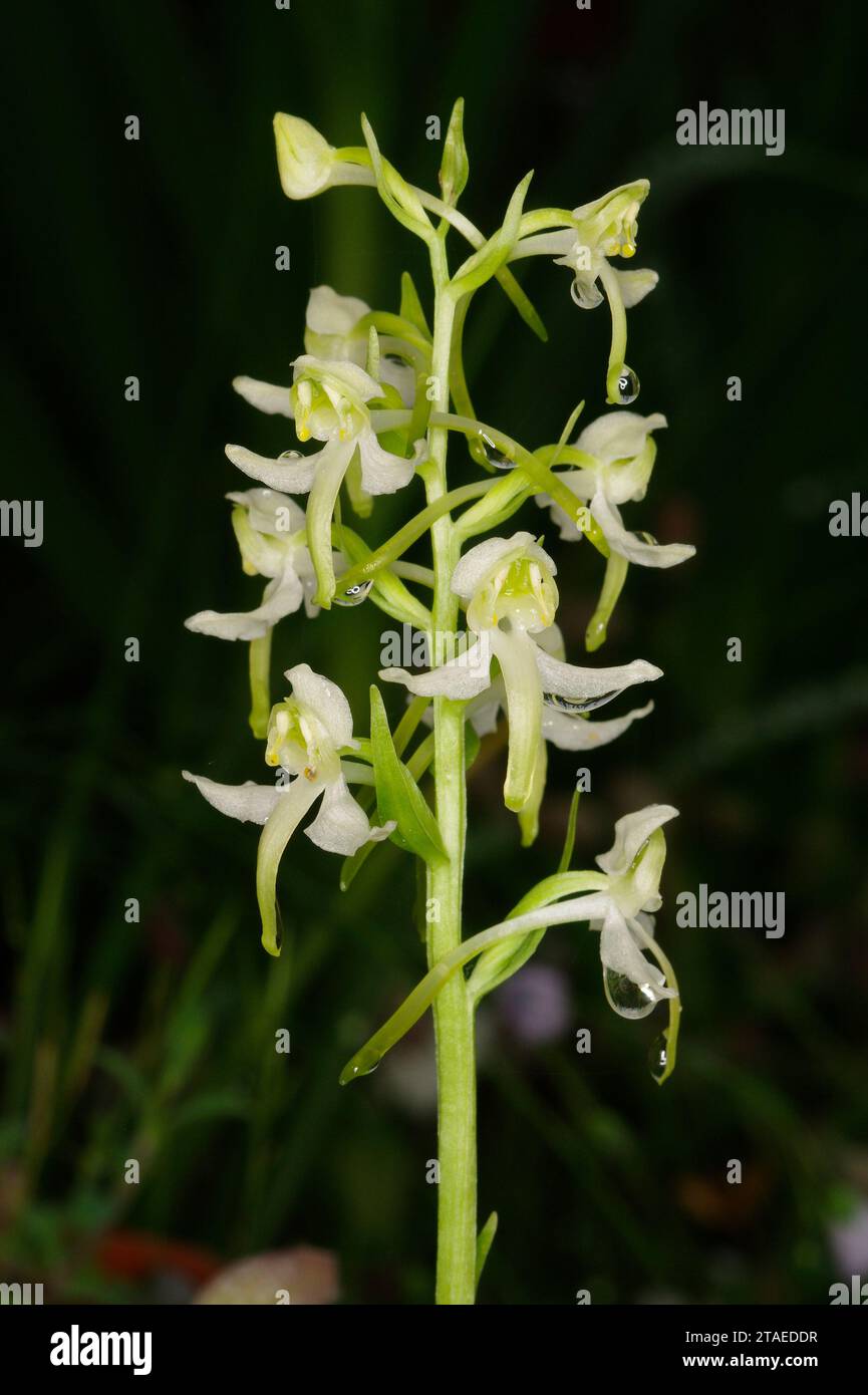 Platanthera chlorantha „Greater Butterfly-Orchidee“ Stockfoto