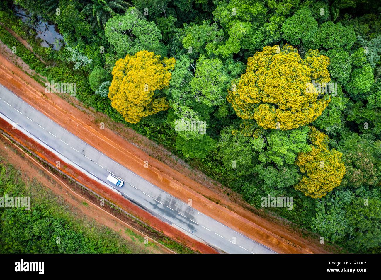 Frankreich, Guayana, Saint-Georges-de-l'Oyapock, aus der Vogelperspektive auf den Amazonas-Regenwald und grüne Ebenholzbäume (Handroanthus serratifolius) in Blüte (aus der Vogelperspektive) Stockfoto