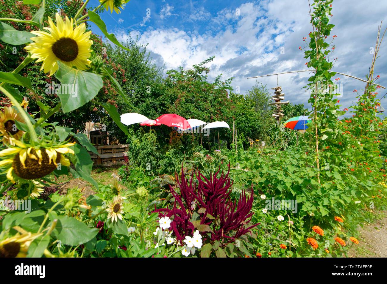 Frankreich, Bas Rhin, Ried, Muttersholtz, gemeinsame Gärten Stockfoto