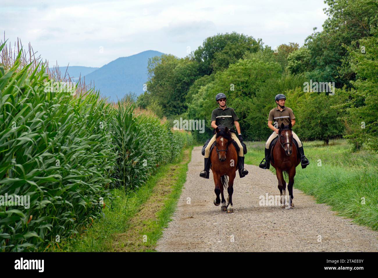Frankreich, Bas Rhin, Ried, Muttersholtz, französische Hauptstadt der Biodiversität, Grüne Brigade, die ihre Runden auf der Gemeinde Muttersholtz macht Stockfoto