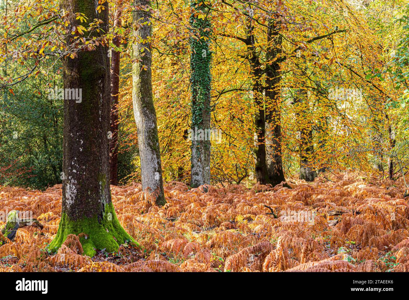 Herbstfarben im Royal Forest of Dean - gemischte Buchen- und Eichenwälder in der Nähe von Parkend, Gloucestershire, England, Großbritannien Stockfoto