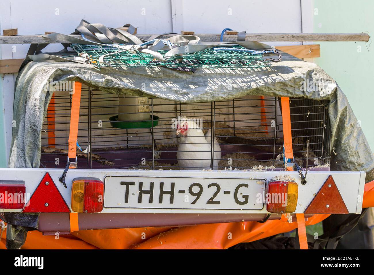 Frankreich, Indre et Loire, Chemillé-sur-Indrois, Niederlande, Paul, ein ehemaliger Polizeibeamter und Patricia, beide unter schweren Krankheiten, ließen alles zurück, um in der Karawane, die von ihren eigenen Händen gezogen wurde, die von einem alten Traktor gezogen wurden, auf die Straßen Europas aufzubrechen, um sich von materiellen Zwängen zu befreien, die ihren religiösen Überzeugungen entsprechen. Sie kauften zwei Ochsen von einem Bauernhof in Creuse, um den Traktor zu ersetzen Stockfoto