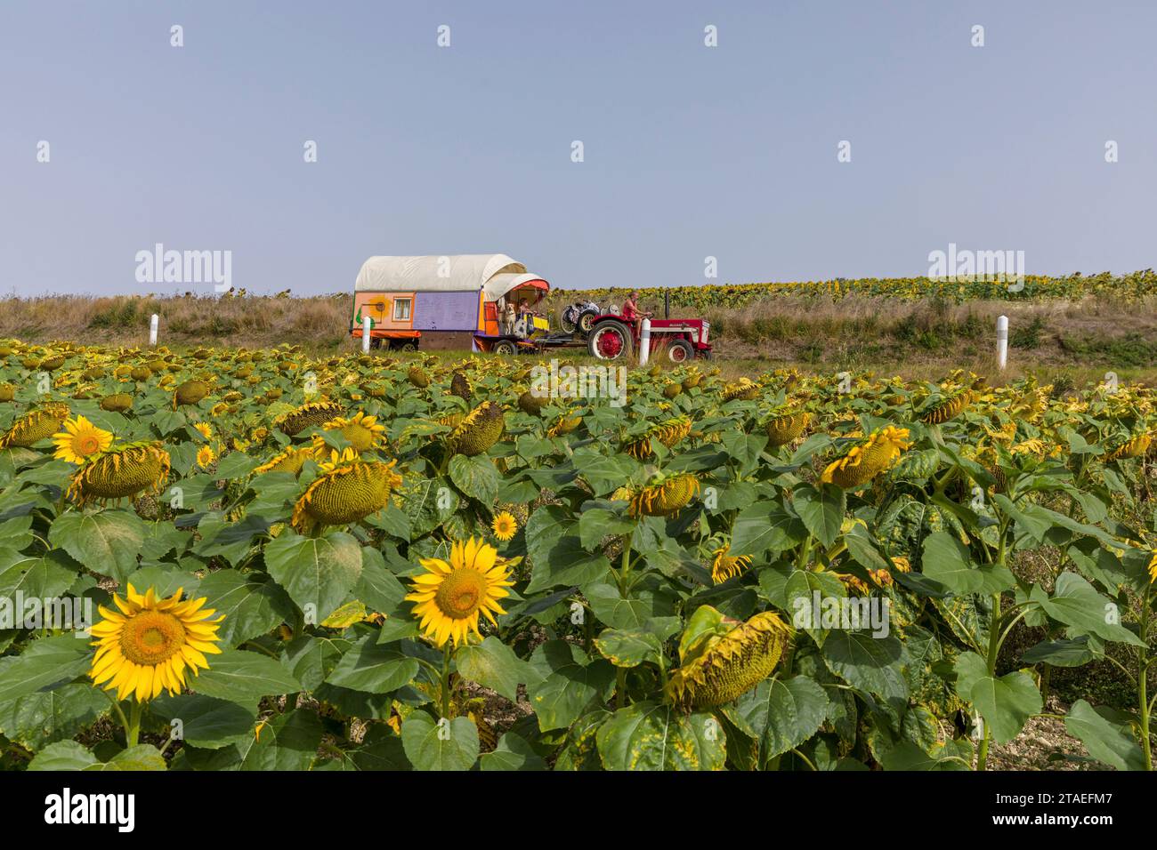 Frankreich, Indre et Loire, Montrésor, Niederlande, Paul, ein ehemaliger Polizeibeamter und Patricia, beide unter schweren Krankheiten, ließen alles zurück, um in der Karawane, die von ihren eigenen Händen gezogen wurde, die von einem alten Traktor gezogen wurden, auf die Straßen Europas aufzubrechen, um sich von materiellen Zwängen zu befreien, die ihren religiösen Überzeugungen entsprechen. Sie kauften zwei Ochsen von einem Bauernhof in Creuse, um den Traktor zu ersetzen Stockfoto