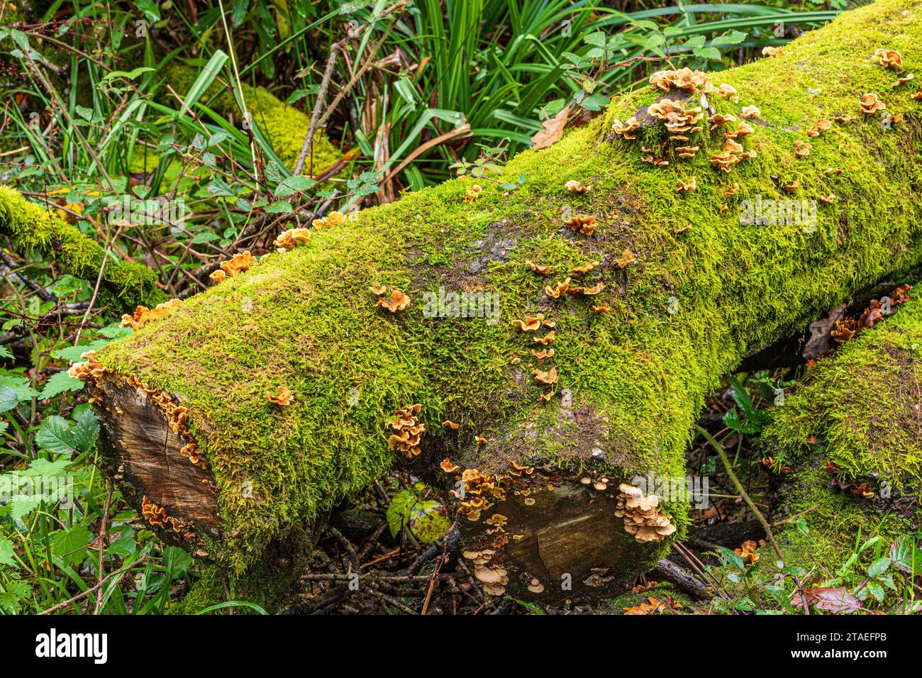 Herbstfarben im Royal Forest of Dean - Bracket Pilz auf einem moosigen Baumstamm in der Nähe von Parkend, Gloucestershire, England, Großbritannien Stockfoto