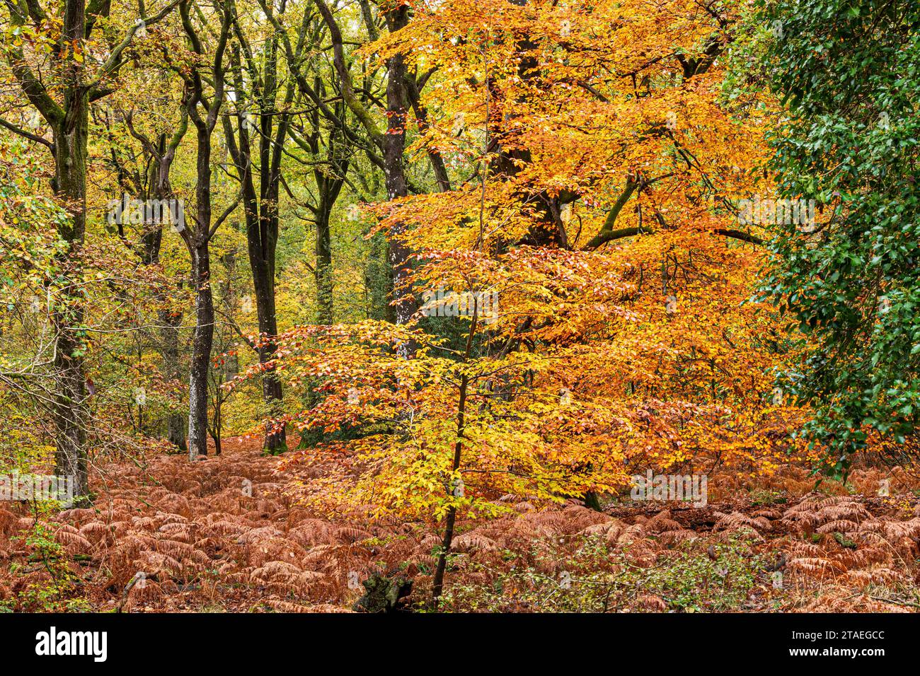 Herbstfarben im Royal Forest of Dean - Eiche, Buche & stechpalme im Wald in der Nähe von Parkend, Gloucestershire, England, Großbritannien Stockfoto