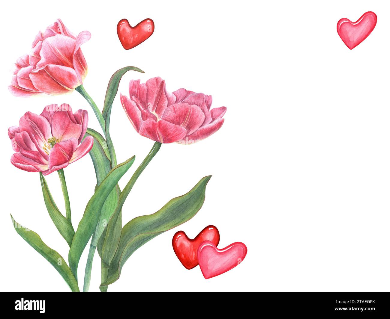 Blumenstrauß aus doppelten Tulpen. Rosafarbene, rote Herzen um Blumen. Florale romantische Komposition mit Platz für Text. Grüne Blätter. Aquarellabbildung Stockfoto