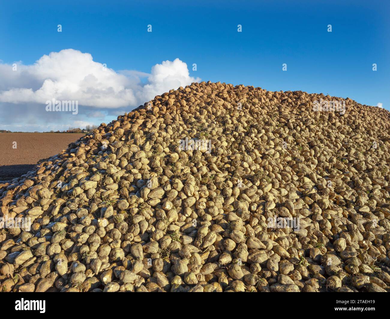Zuckerrübenhaufen warten auf den Transport zur Verarbeitungsfabrik Norfolk im Dezember Stockfoto