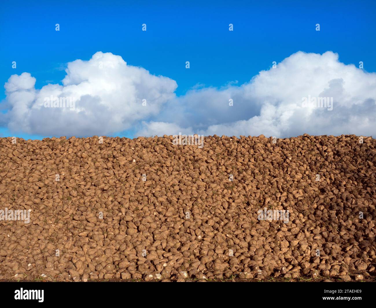 Zuckerrübenhaufen warten auf den Transport zur Verarbeitungsfabrik Norfolk im Dezember Stockfoto