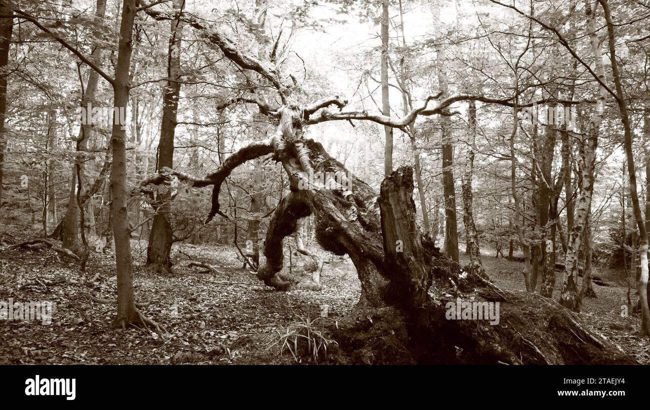Ein toter Baum scheint lebendiger zu sein als ein toter Baum, der mitten im Wald steht, sieht lebendig aus, verglichen mit all den lebenden Bäumen, die ihn umgeben. Stockfoto