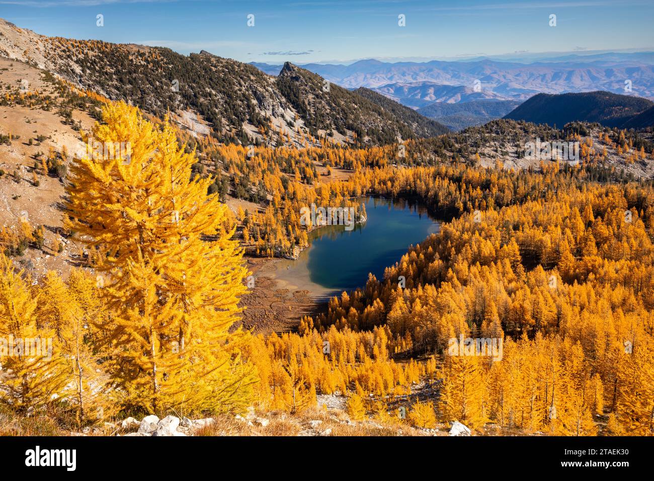 WA23830-00...WASHINGTON - Cooney Lake umgeben von Lärchen in herbstlicher Farbe; Okanogan National Forest. Stockfoto