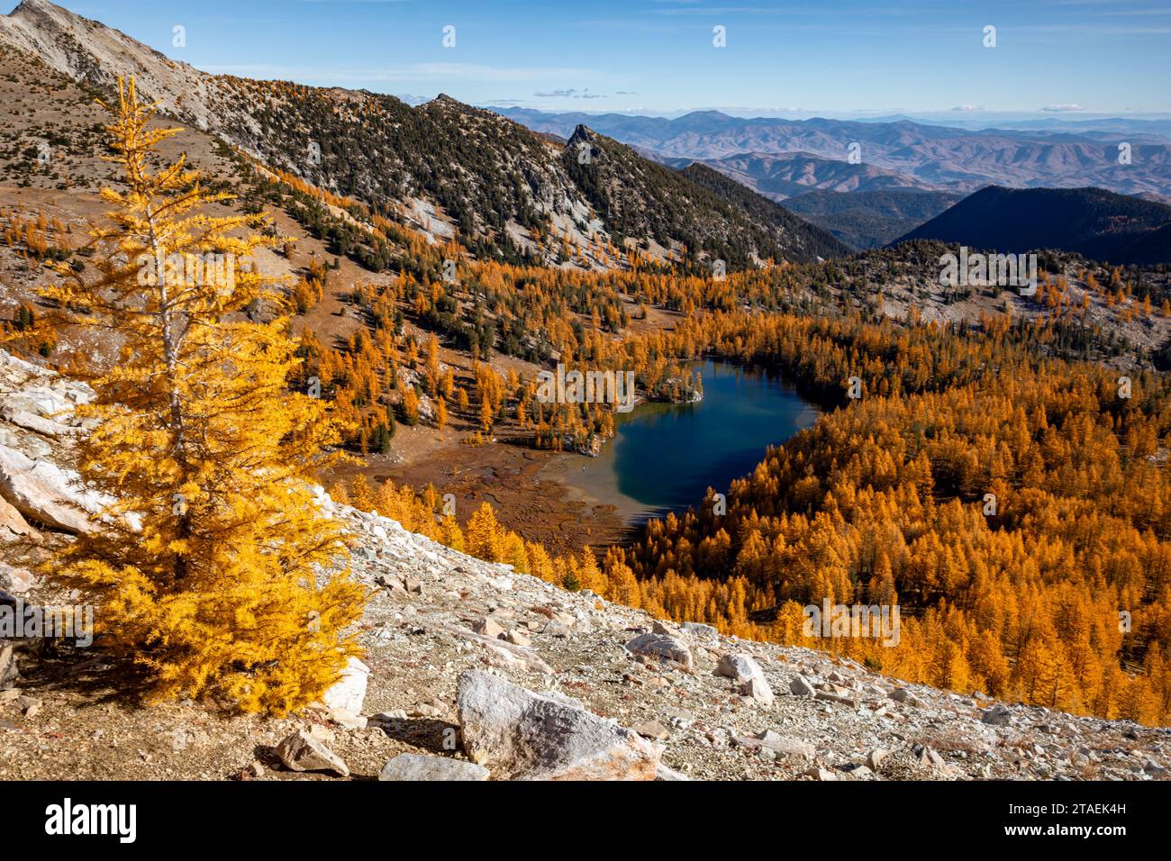 WA23832-00...WASHINGTON - Cooney Lake umgeben von Lärchen in herbstlicher Farbe; Okanogan National Forest. Stockfoto