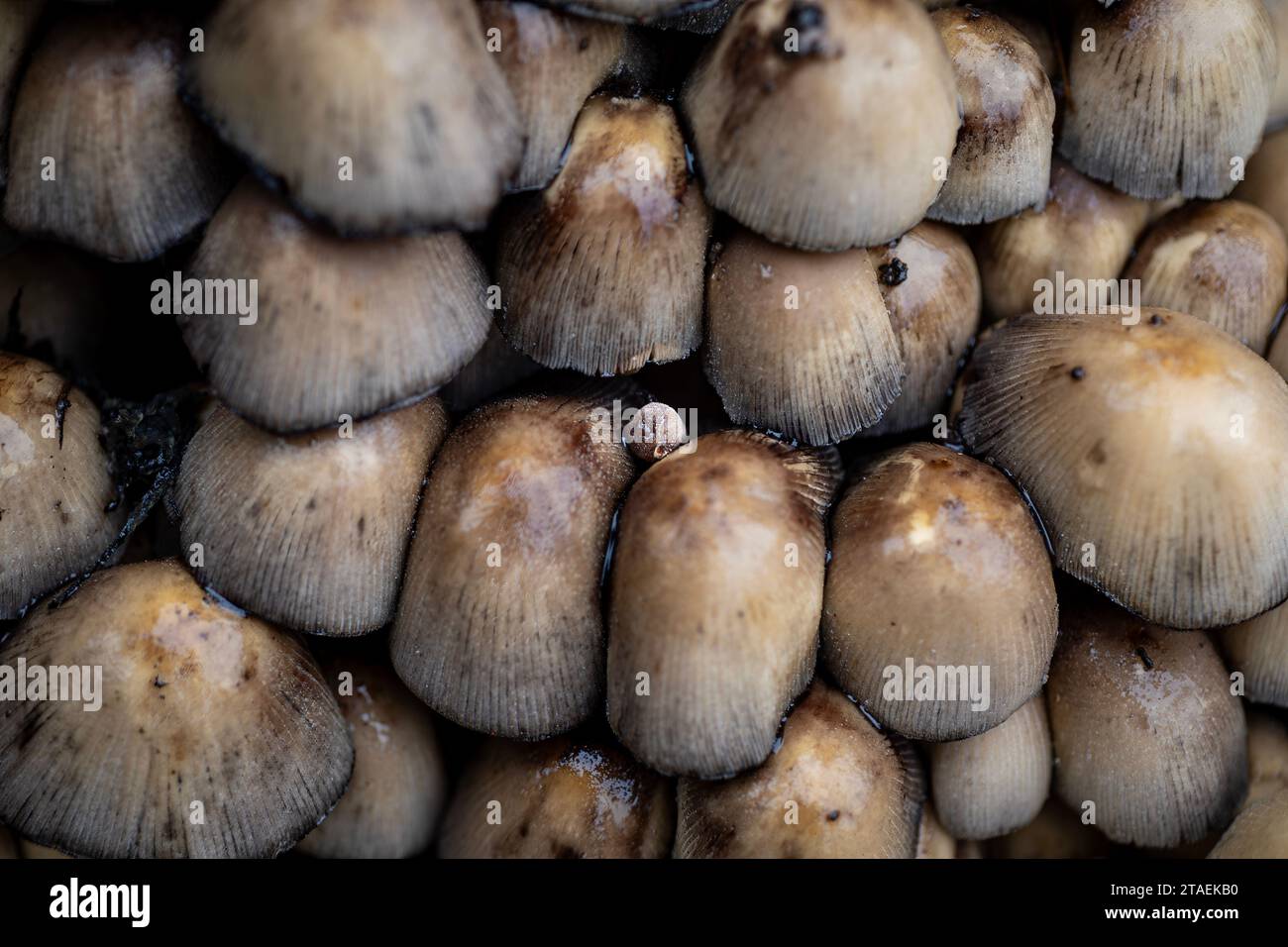 WA23840-00...WASHINGTON - Pilze wachsen in den Holzspänen, die hinterlassen wurden, als ein toter Big Leaf Ahornbaum gefällt wurde. Stockfoto