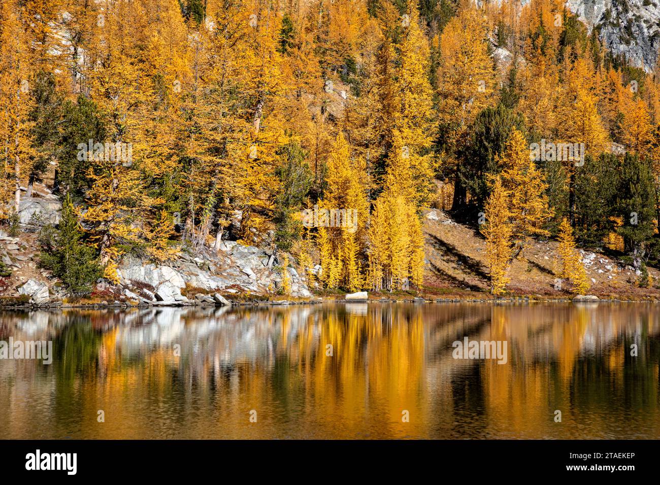 WA23843-00...WASHINGTON - Lärchenbäume spiegeln sich während der Herbstsaison im Cooney Lake; Okanogan National Forest. Stockfoto