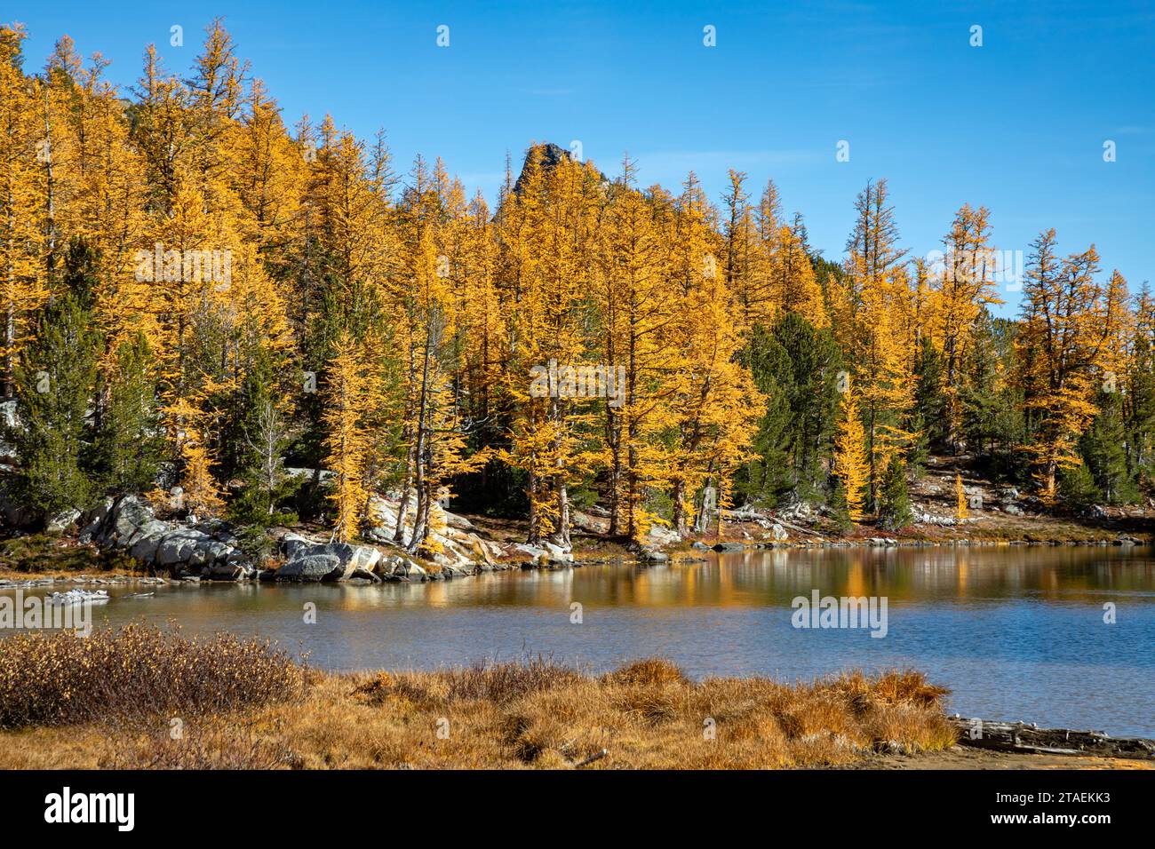 WA23848-00...WASHINGTON - Herbst am Ufer des Cooney Lake im Okanogan National Forest. Stockfoto