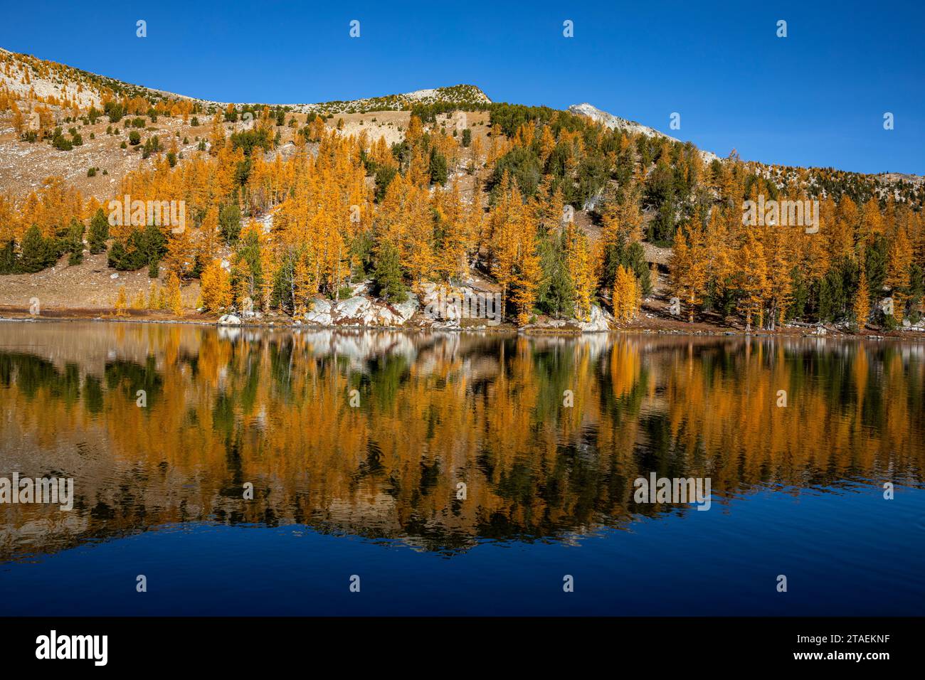 WA23851-00...WASHINGTON - Lärche in Herbstfarbe reflektiert im stillen Wasser des Cooney Lake; Okanogan National Forest. Stockfoto